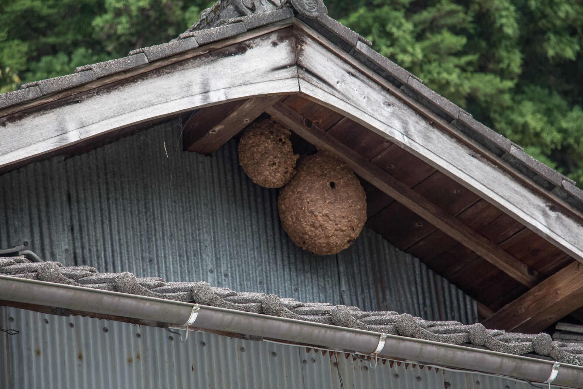 害虫駆除