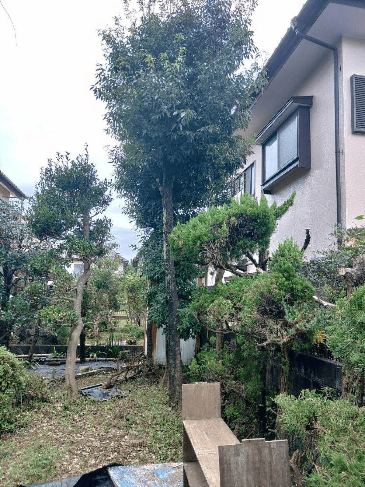 伐根