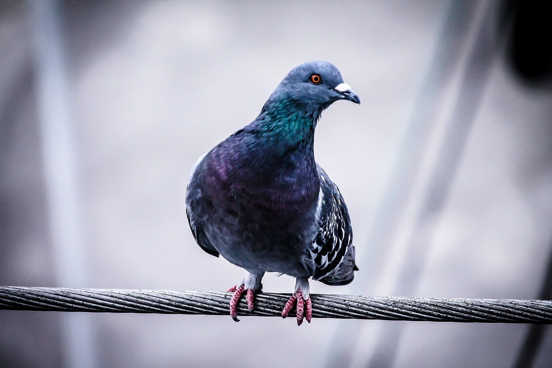 害鳥駆除